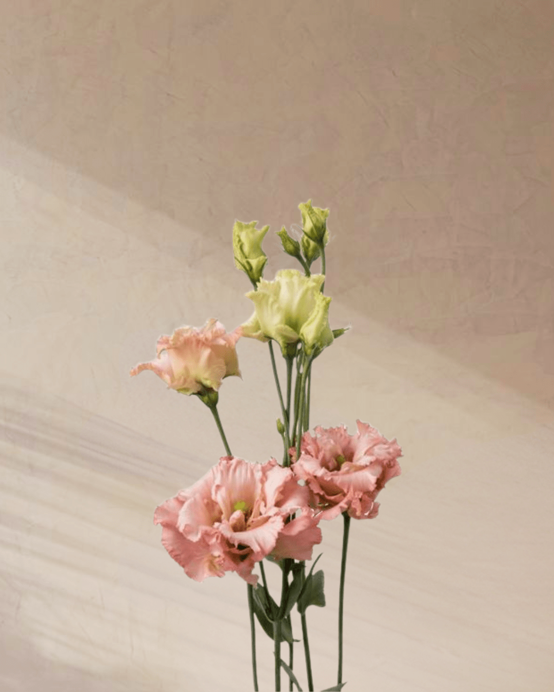 Sugar Plum Dreams - tanella flowers