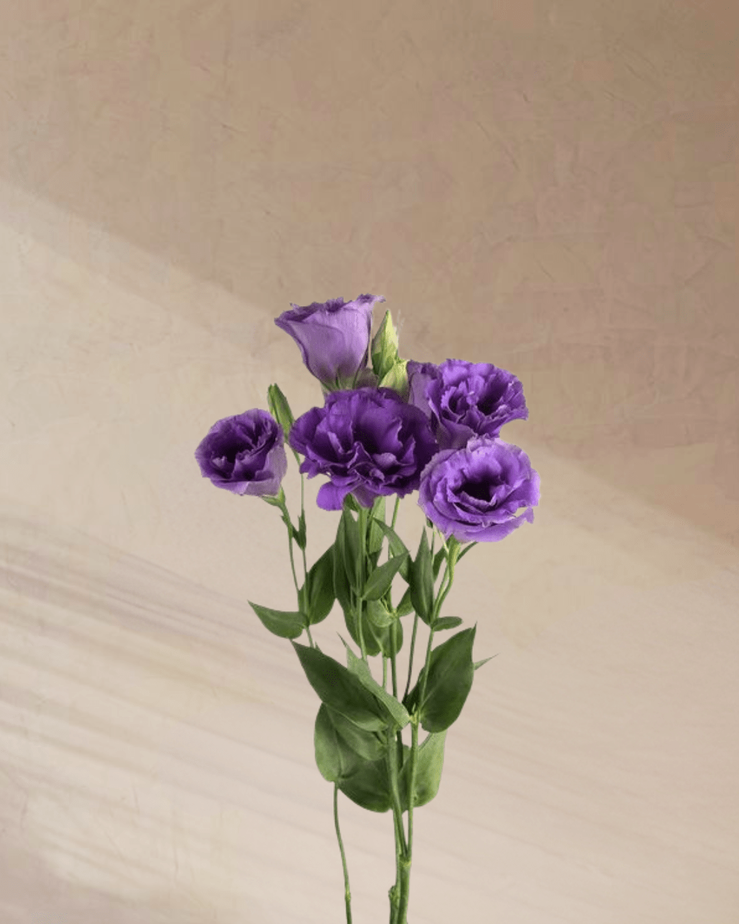 Sugar Plum Dreams - tanella flowers