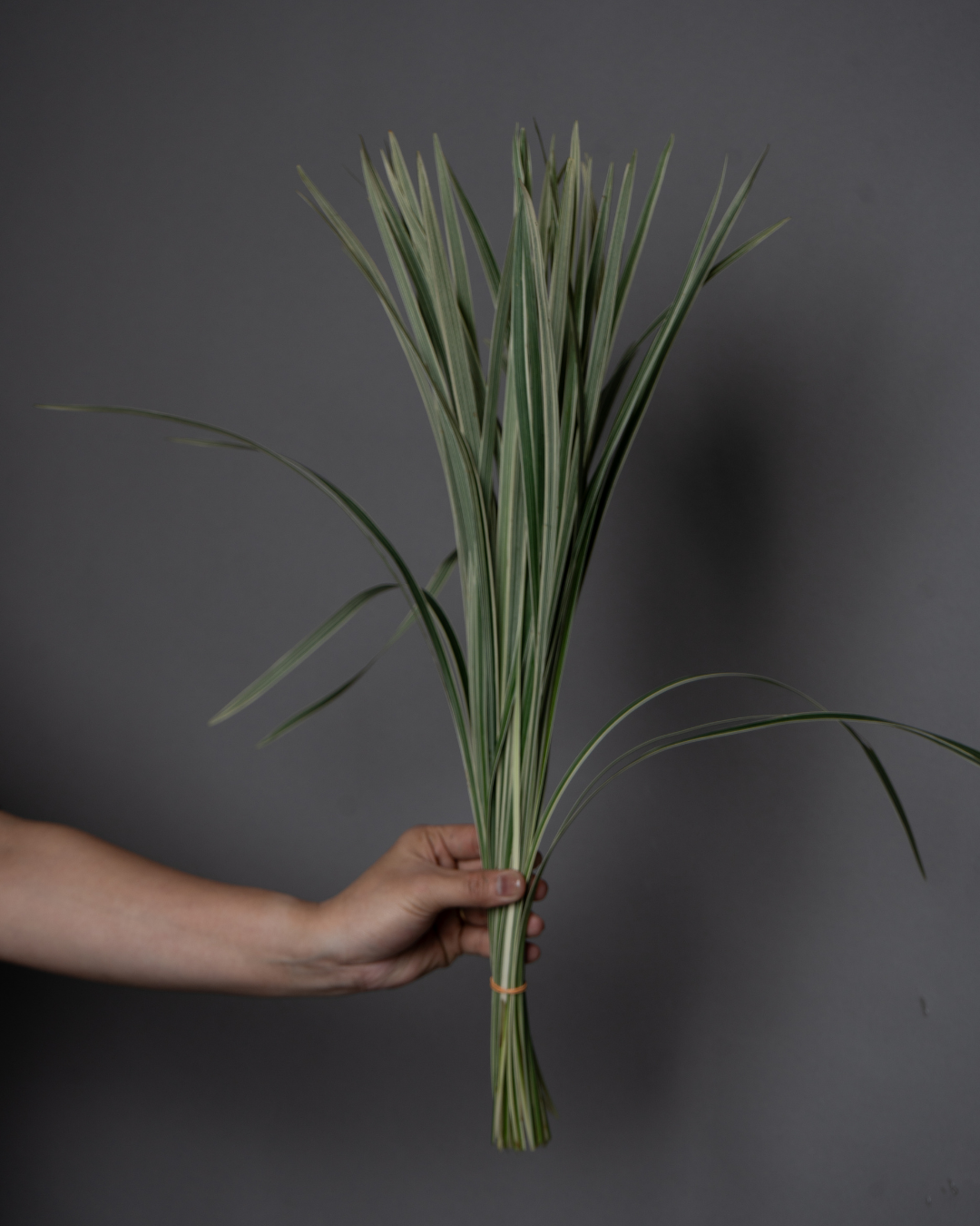 China Lily Grass White - tanella flowers