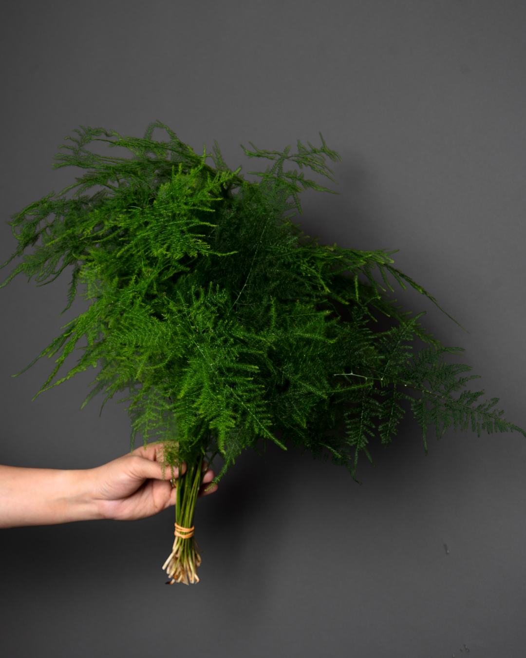 Asparaguas Setaceus - tanella flowers