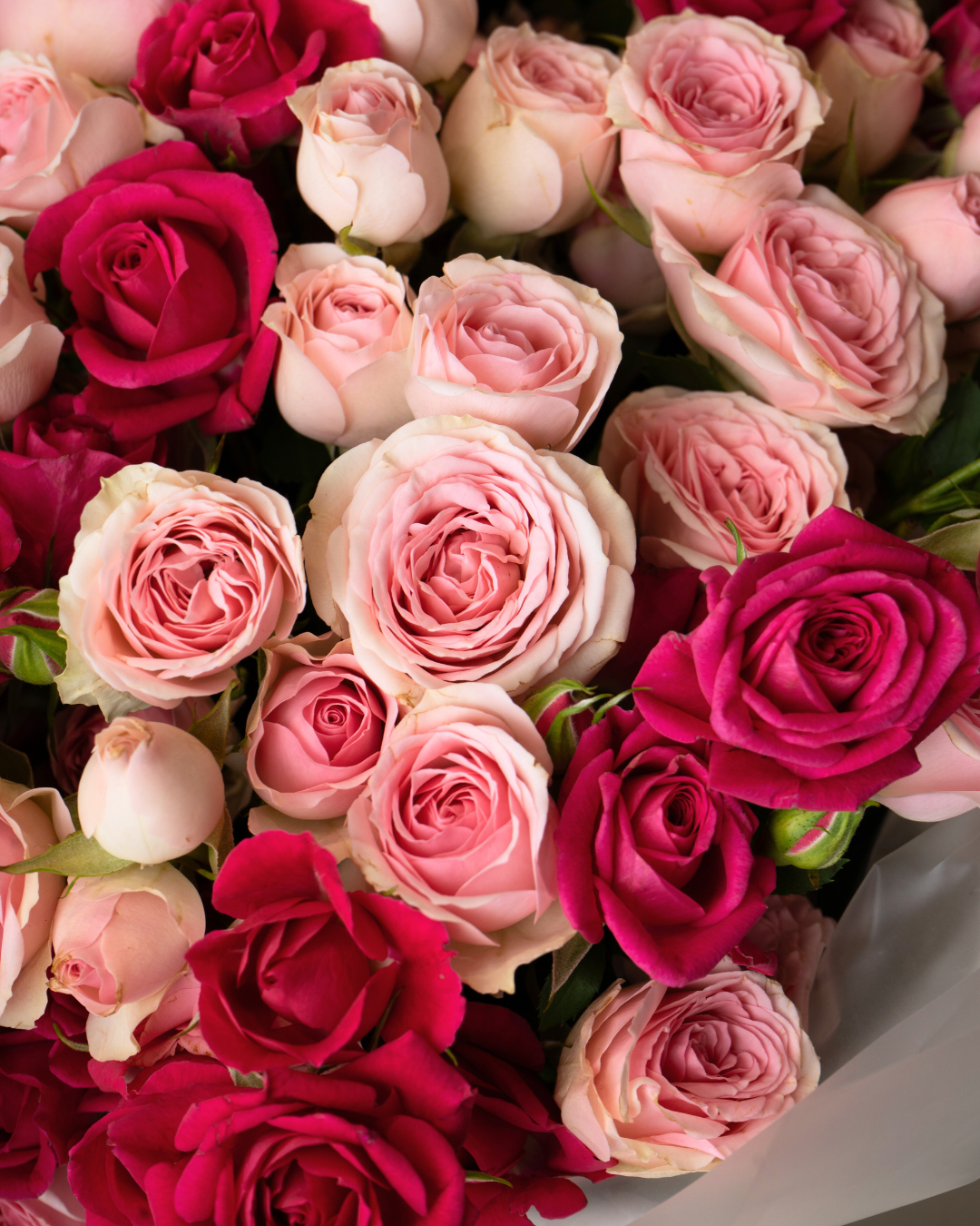 Strawberry Swirl - tanella flowers