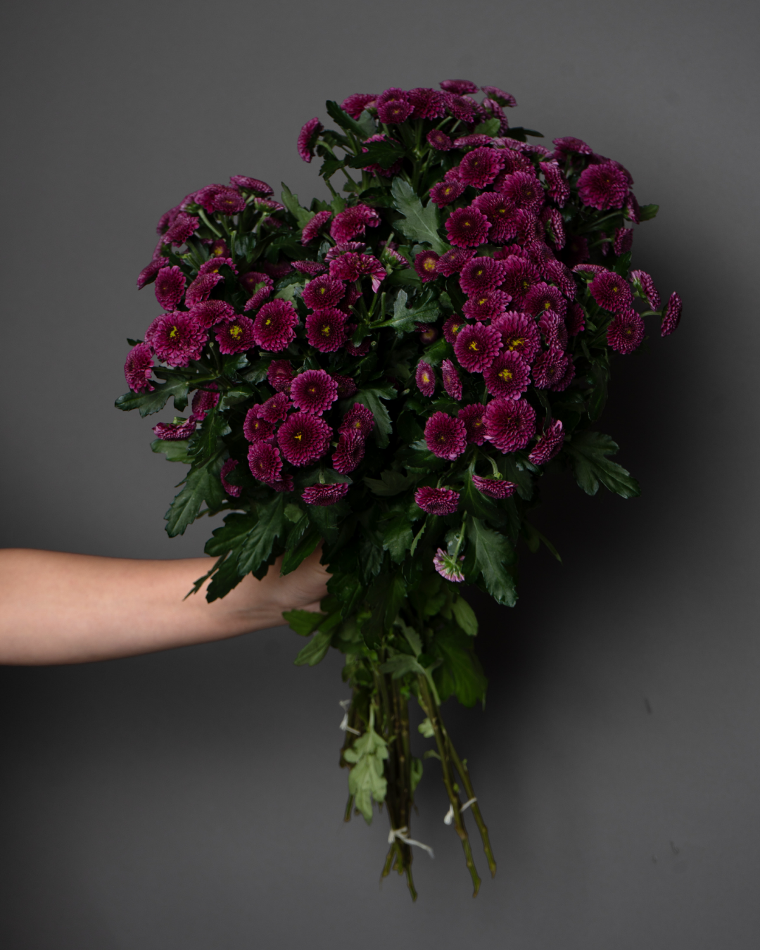 Chrysanthemum Santinipurpetta Red Button - tanella flowers
