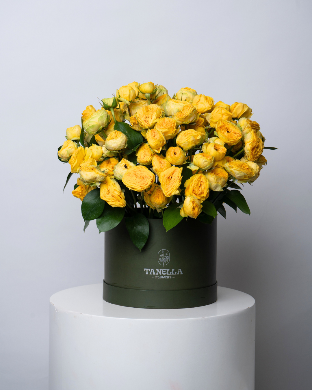 Solar Sugar - tanella flowers