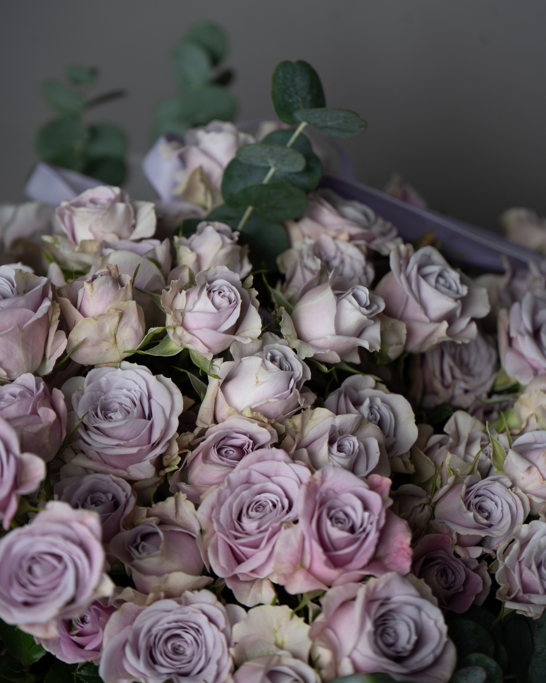 Lilac Charm - tanella flowers