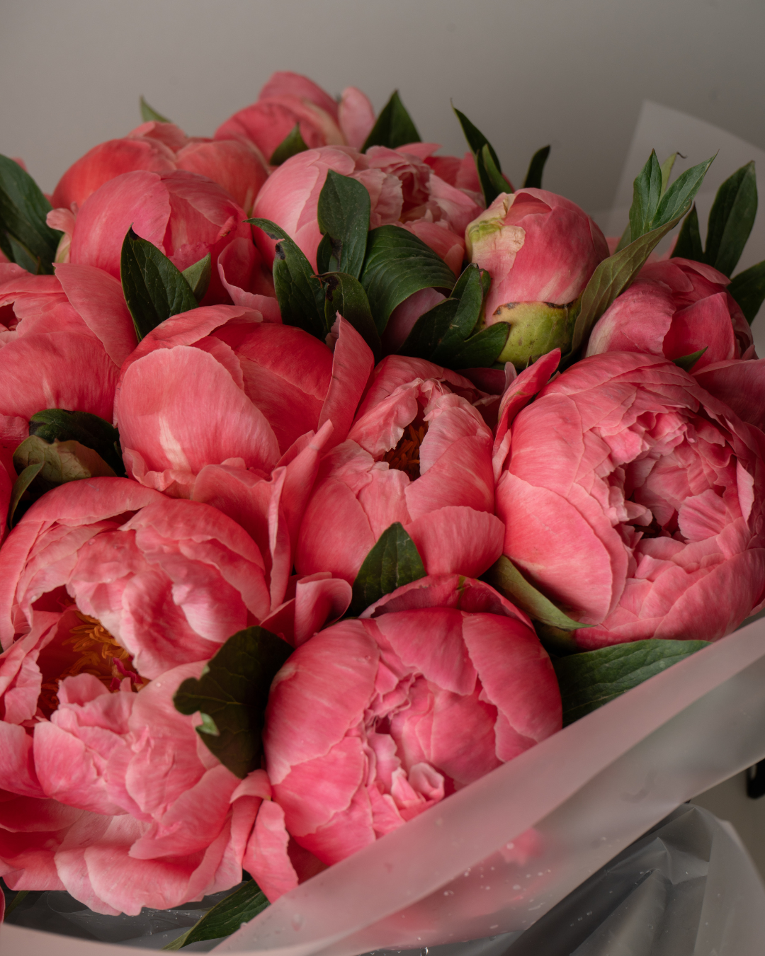 Pink Macaron - tanella flowers