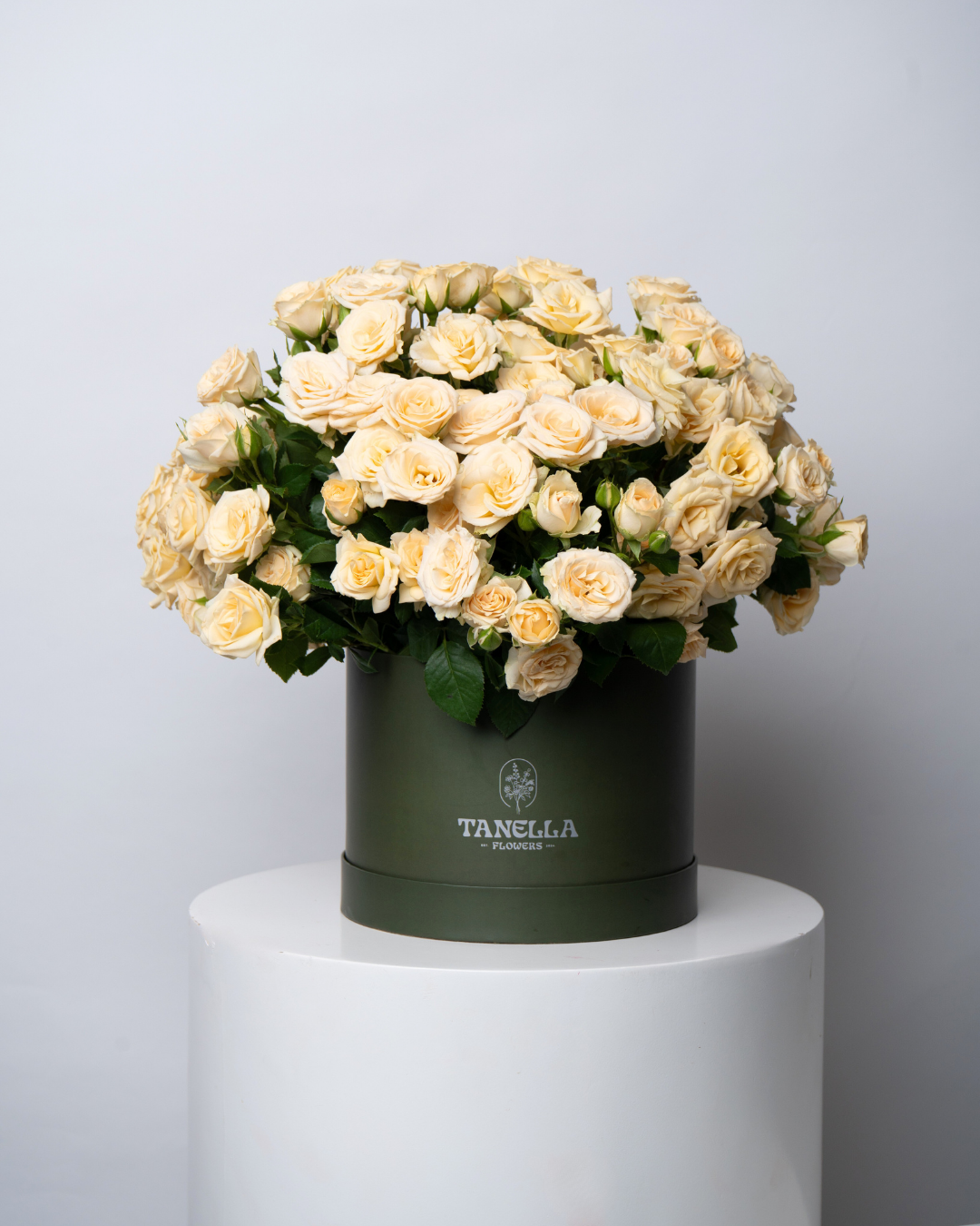 Daisy Custard - tanella flowers