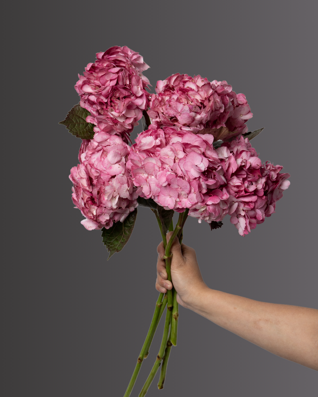 Hydrangea Hot Pink - tanella flowers