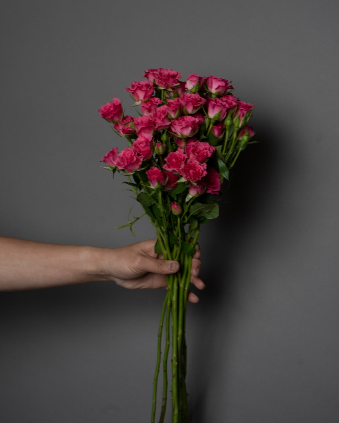 Spray Rose Lianne Dark Pink - tanella flowers