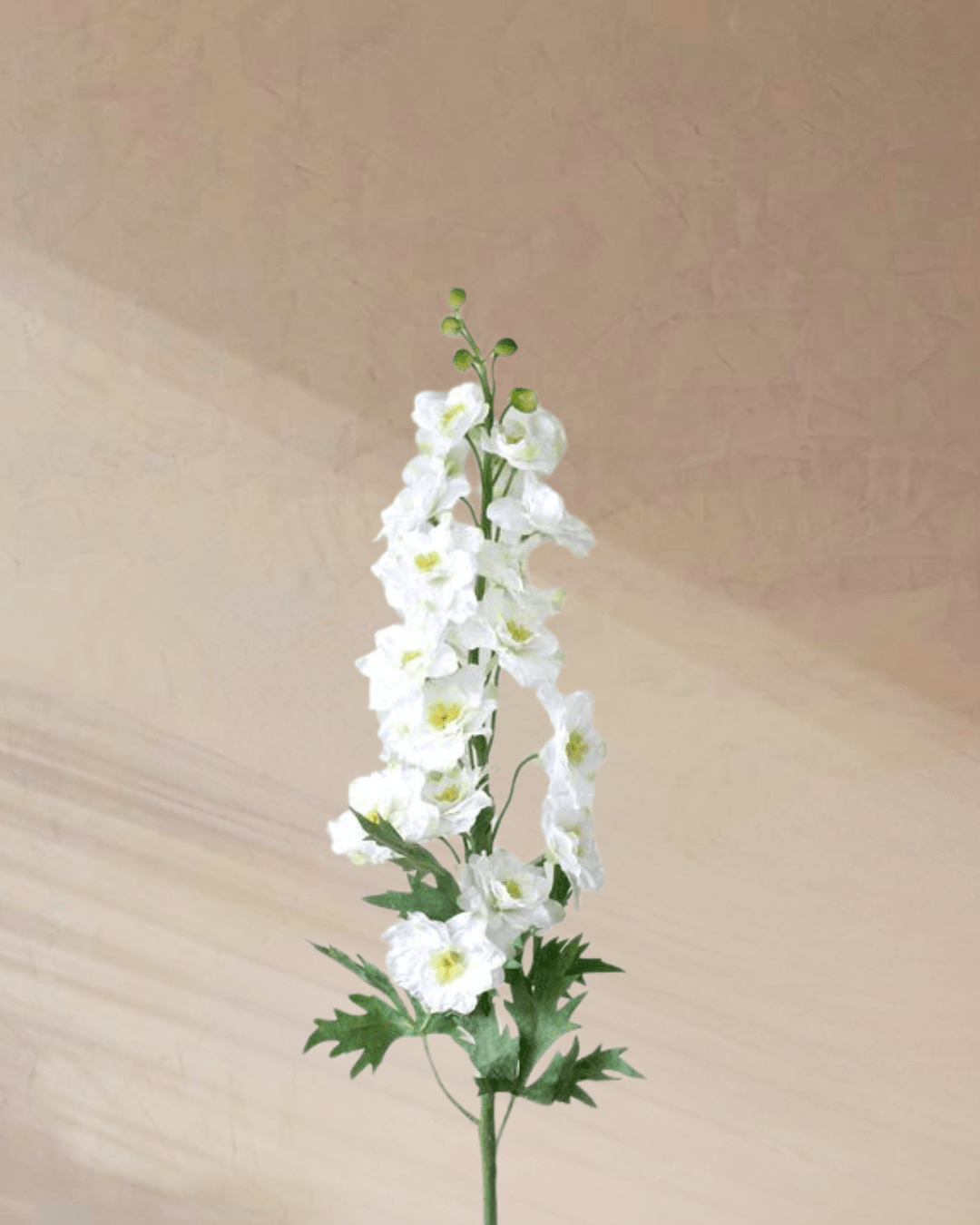 Azure Whispers - tanella flowers