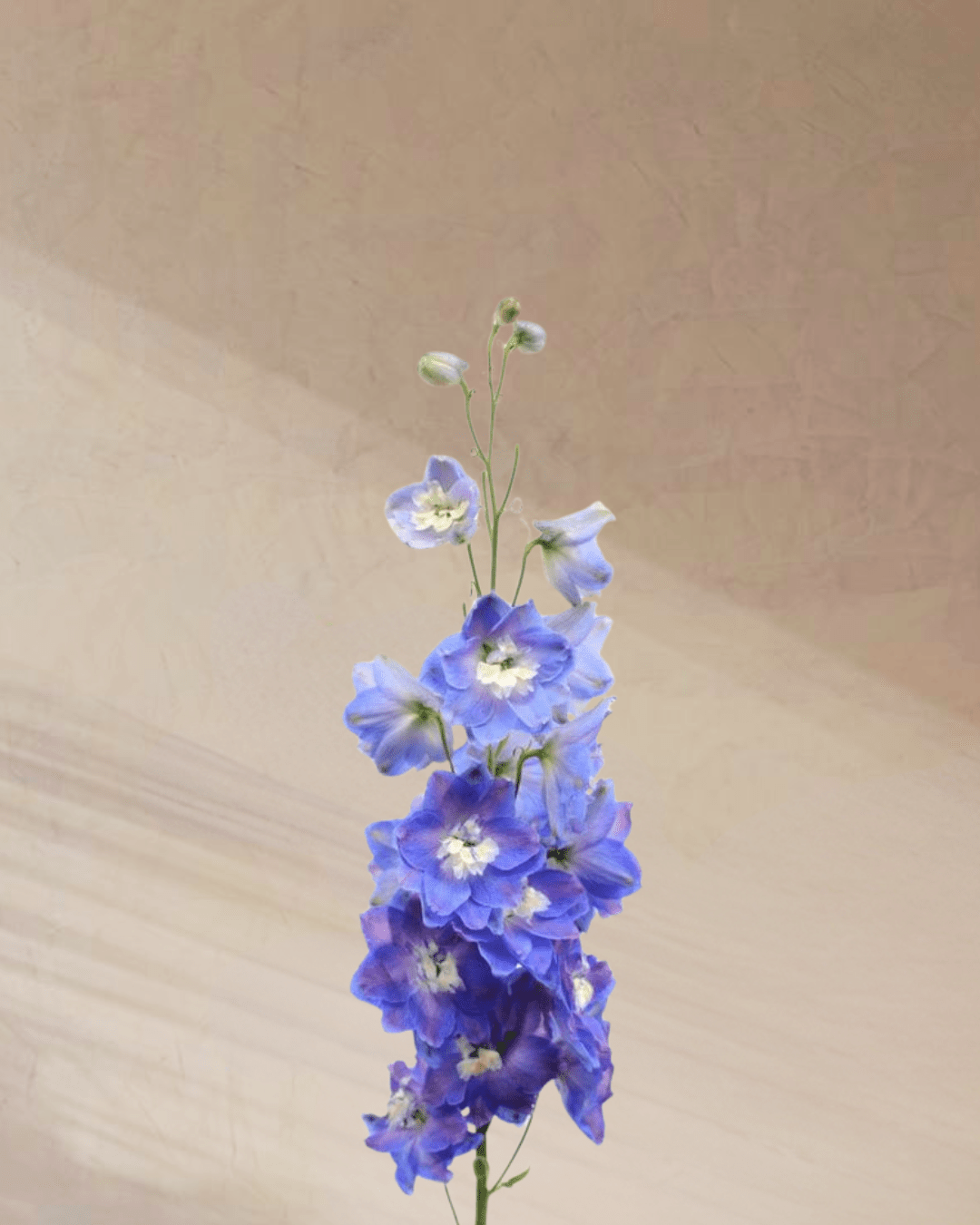 Azure Whispers - tanella flowers