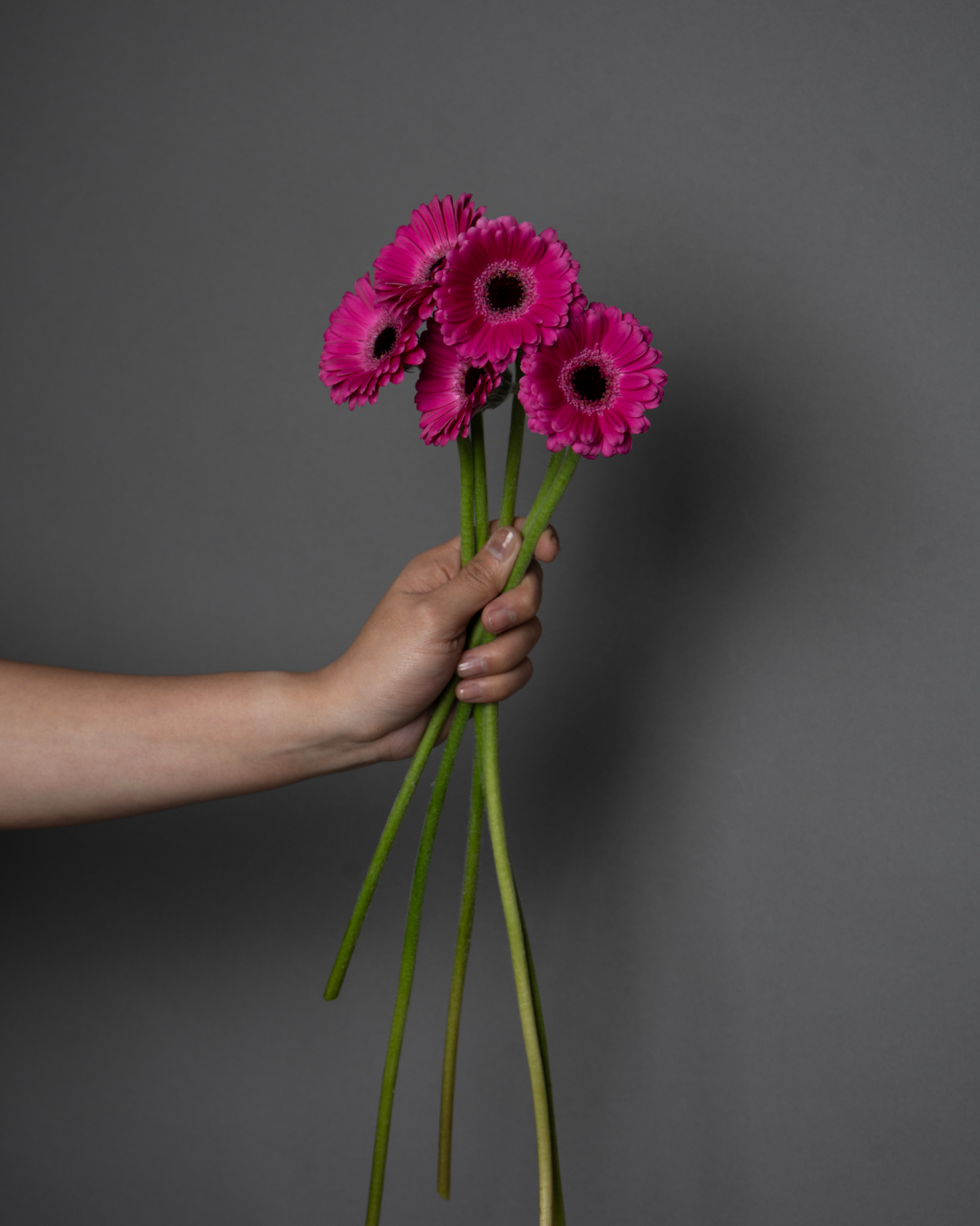 Germini Anna - tanella flowers