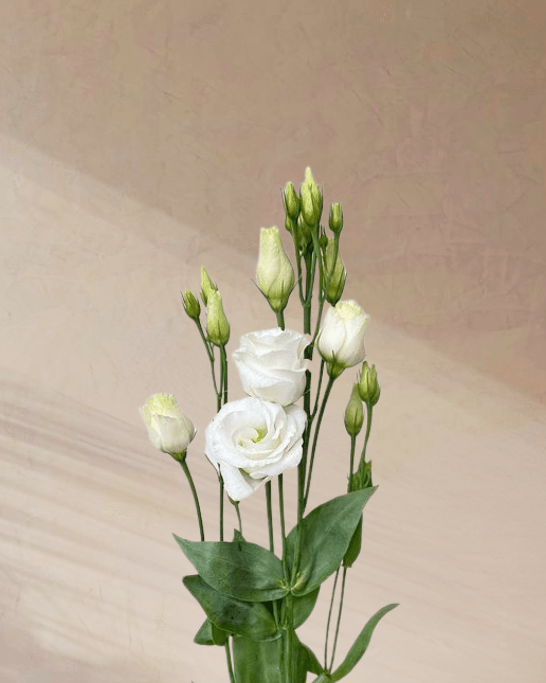 Sugar Plum Dreams - tanella flowers