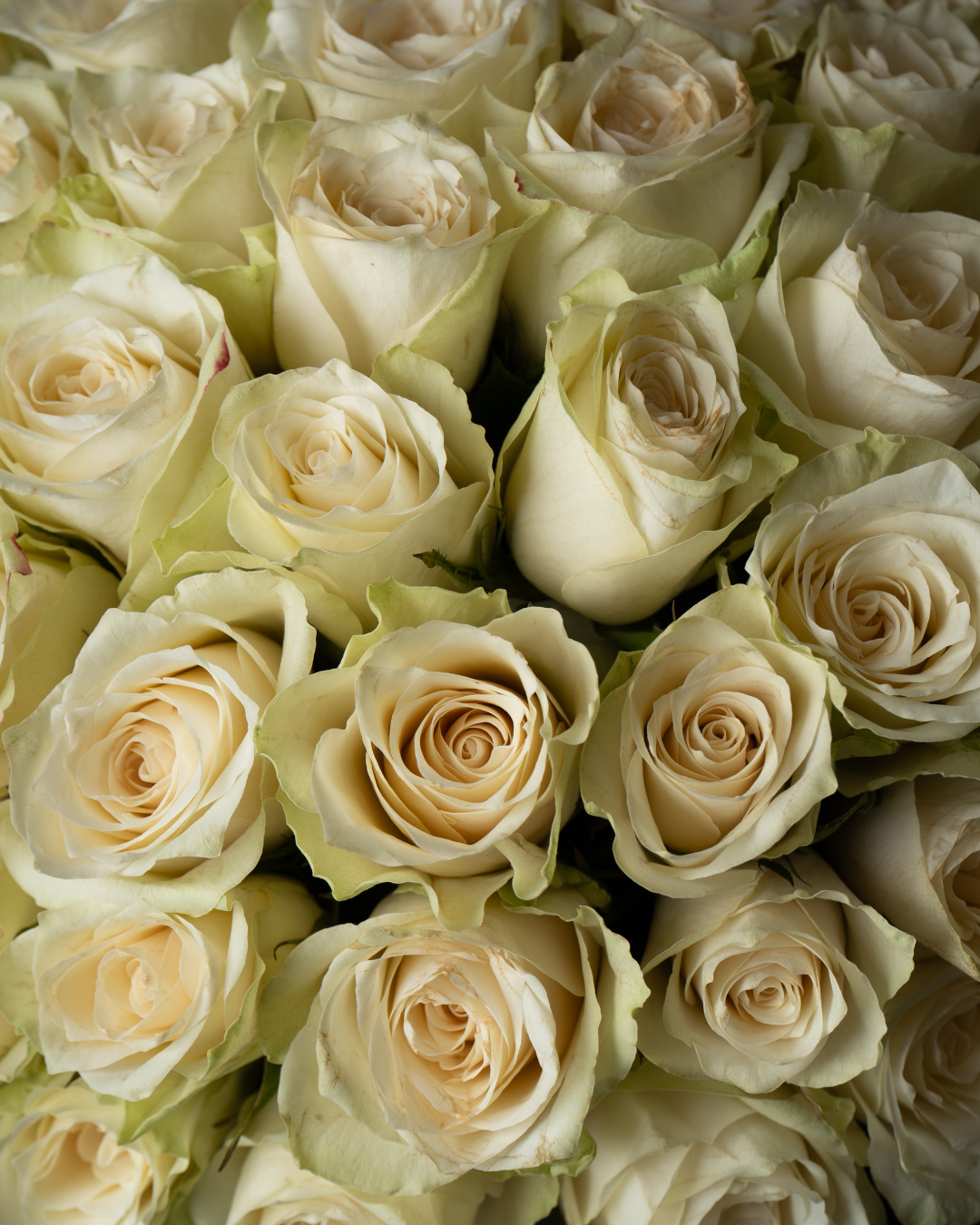 Sugar Pearl - tanella flowers