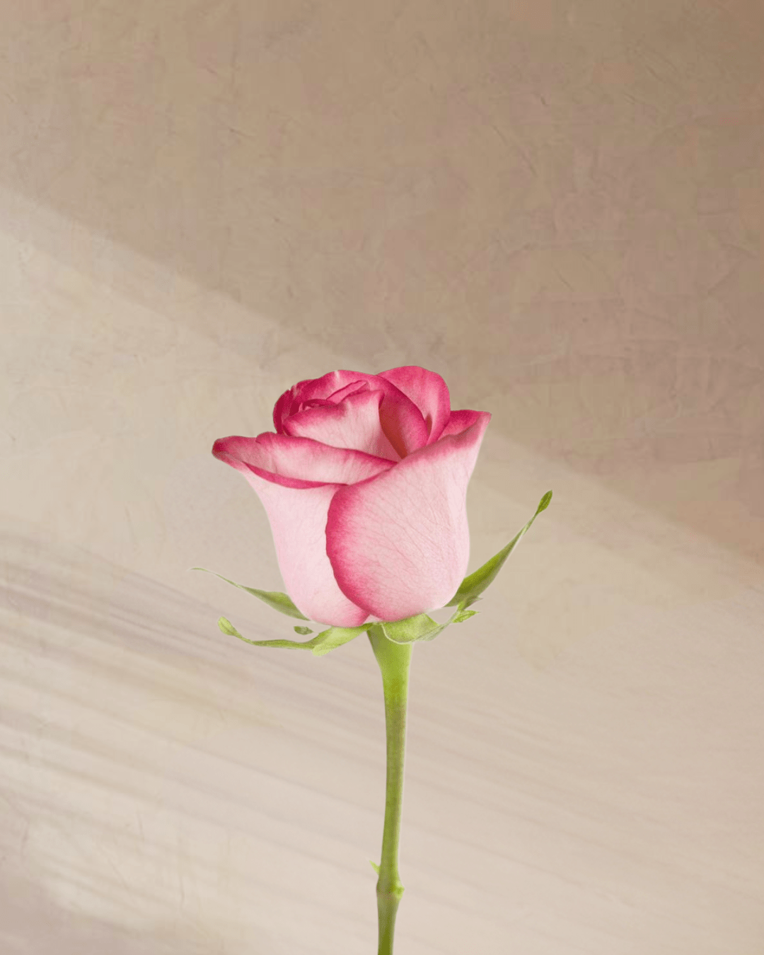 Petite Rouge - tanella flowers