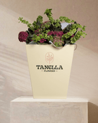 Velvet Ivy - tanella flowers 