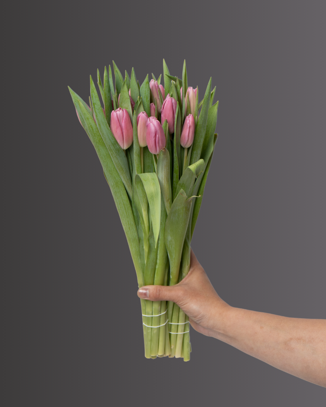 Tulip Barcelona Dark Pink - tanella flowers 