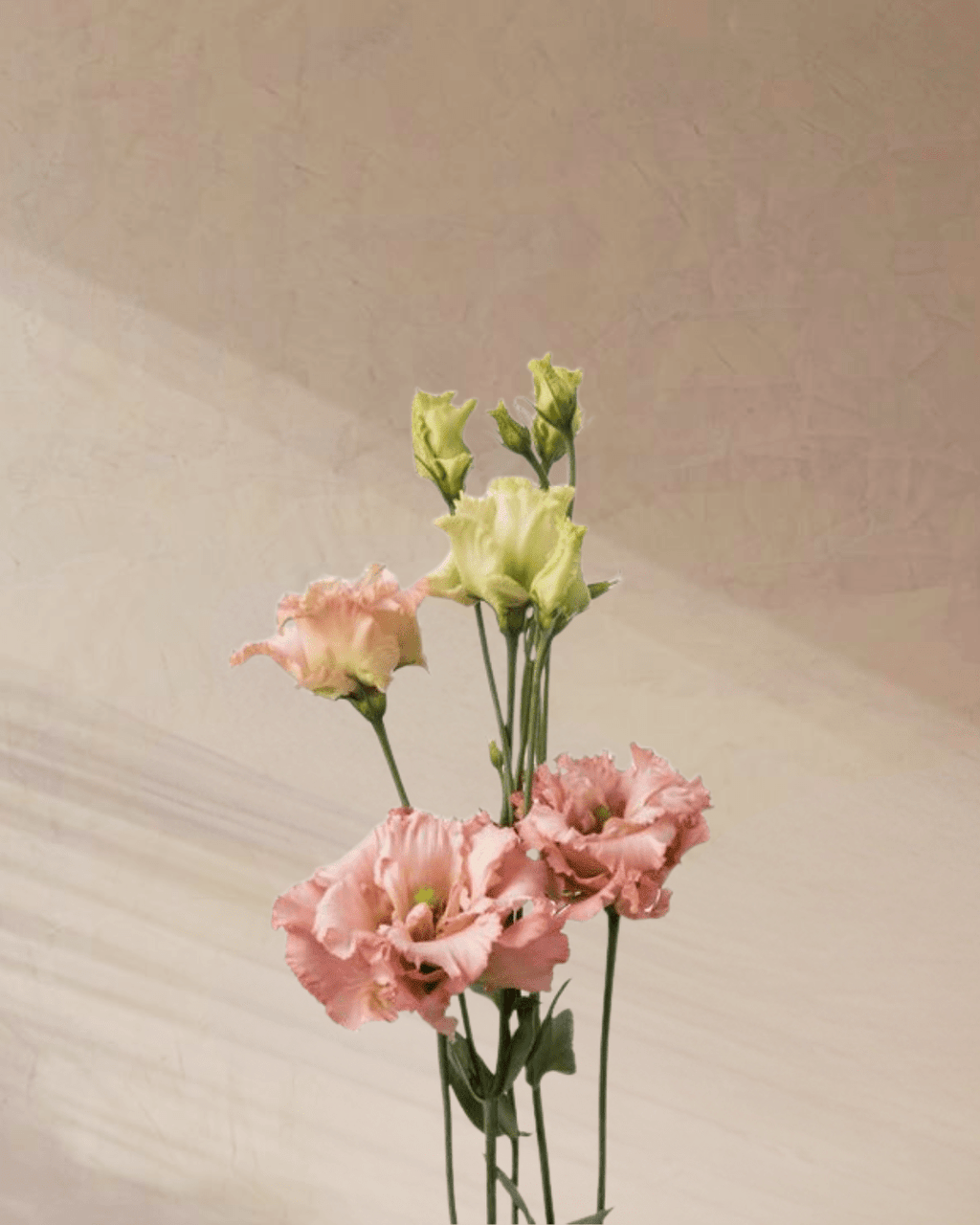 ‎Sugar Plum Dreams - tanella flowers 