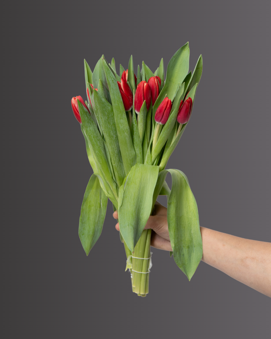 Tulip Ille De France - tanella flowers 