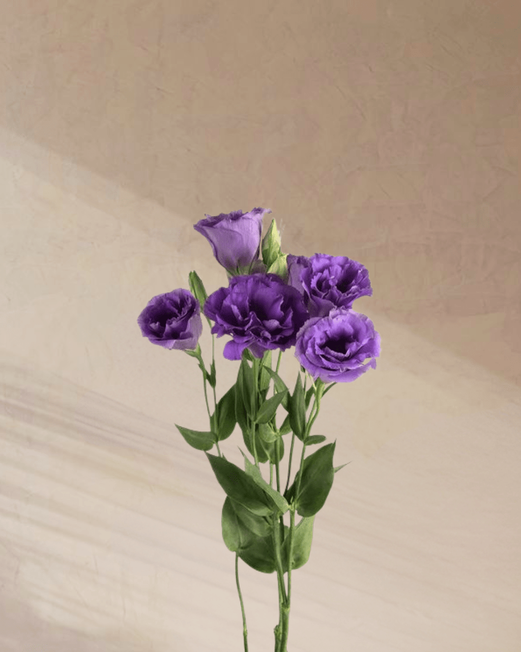 ‎Sugar Plum Dreams - tanella flowers 