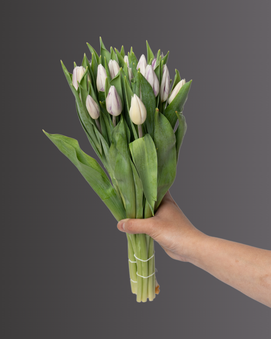 Tulip Royal Virgin - tanella flowers 