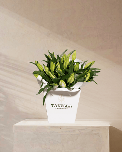 Lily Dreamscape - tanella flowers 