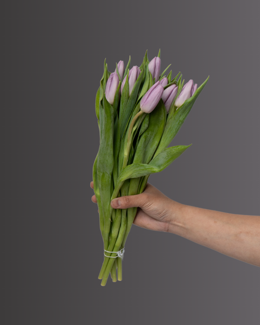 Tulip Saigon Light Purple - tanella flowers 