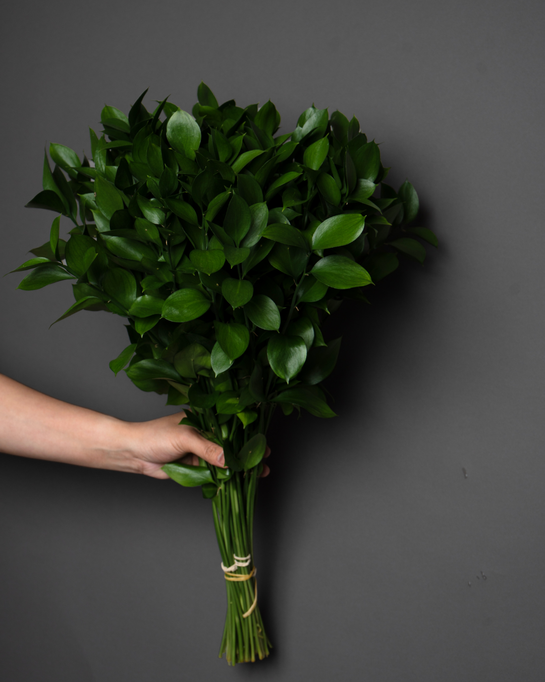 Single Ruscus - tanella flowers 