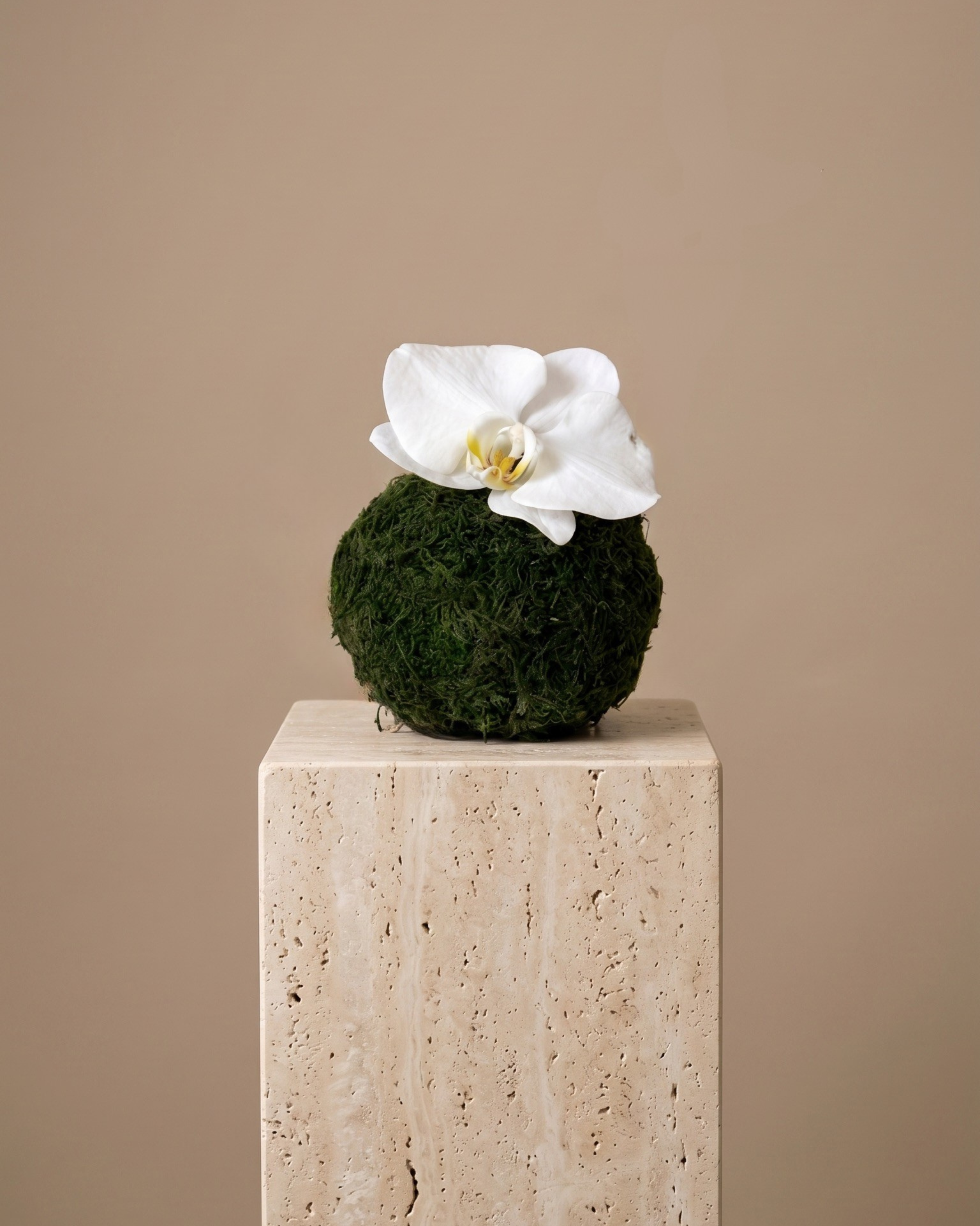 Pearl Orchid - tanella flowers 