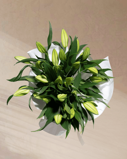 Lily Dreamscape - tanella flowers 