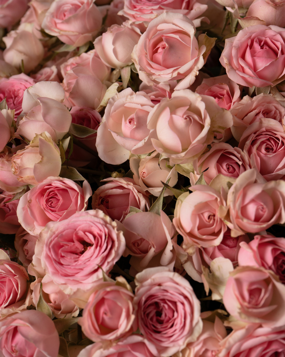 Coquette - tanella flowers 