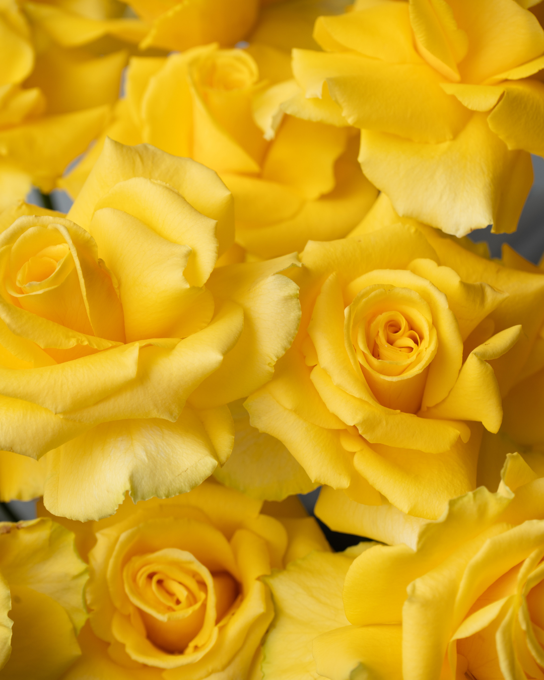 Glam - tanella flowers 