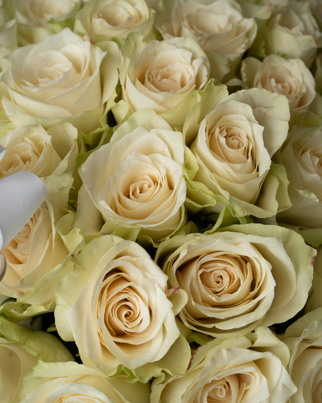 Almond Chantilly - tanella flowers 
