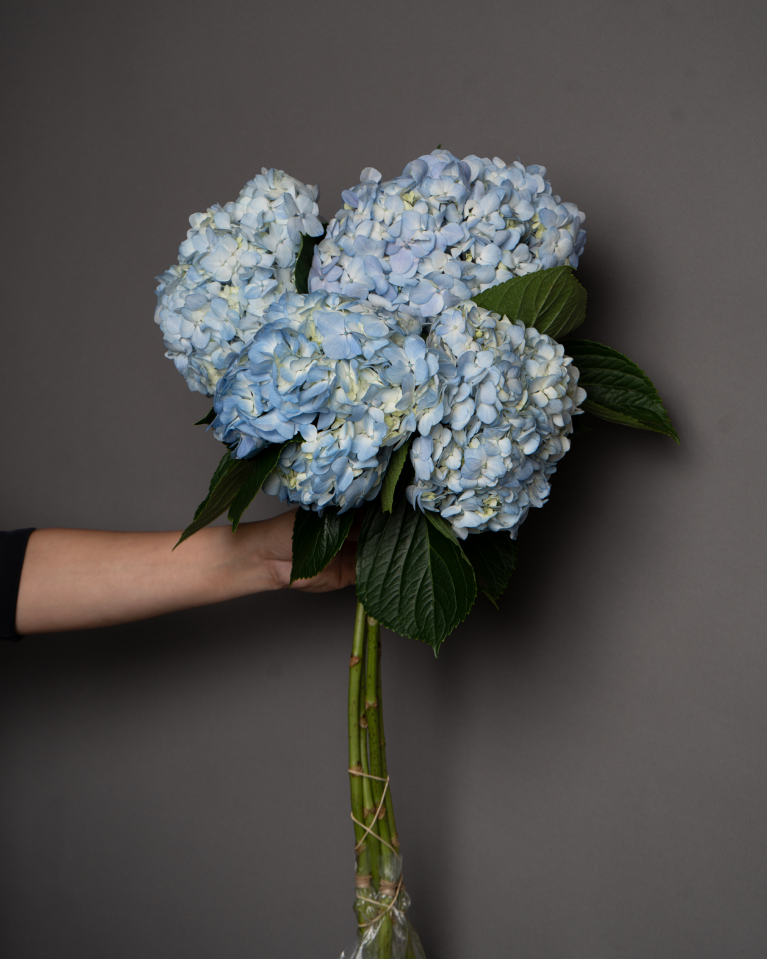 Hydrangea Premium Light Blue - tanella flowers 