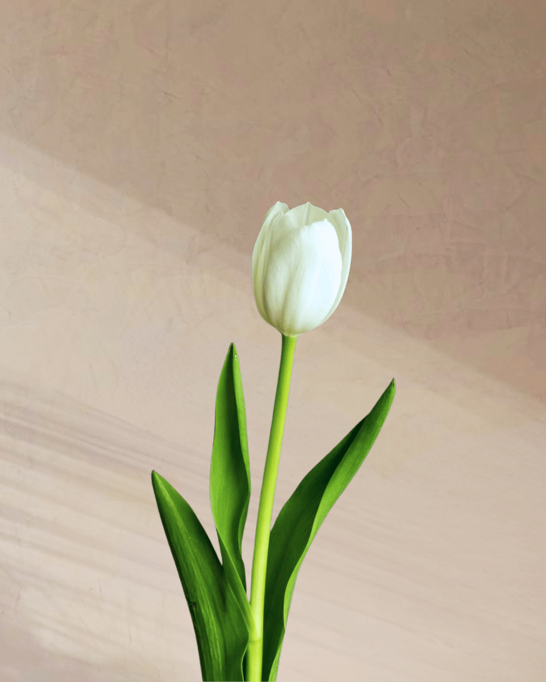 Confetti - tanella flowers 