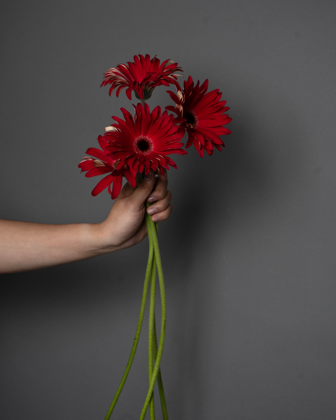 Gerbera Pasta Rosata Fire - tanella flowers 