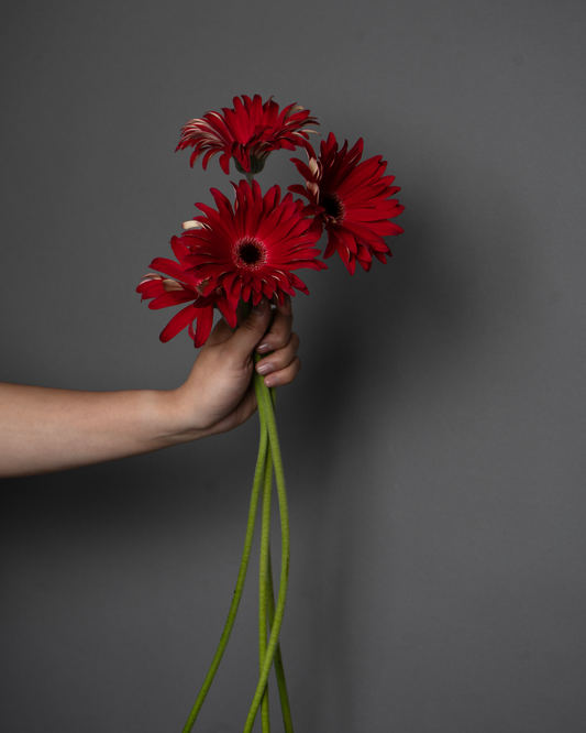Gerbera Pasta Rosata Fire - tanella flowers 