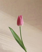 Confetti - tanella flowers 