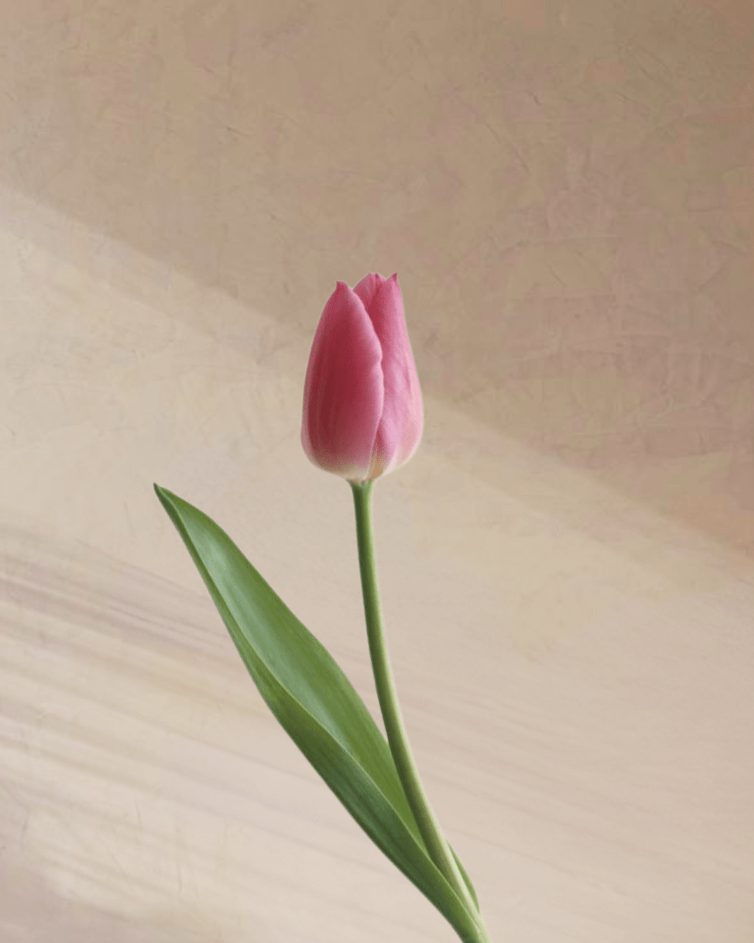 Confetti - tanella flowers 