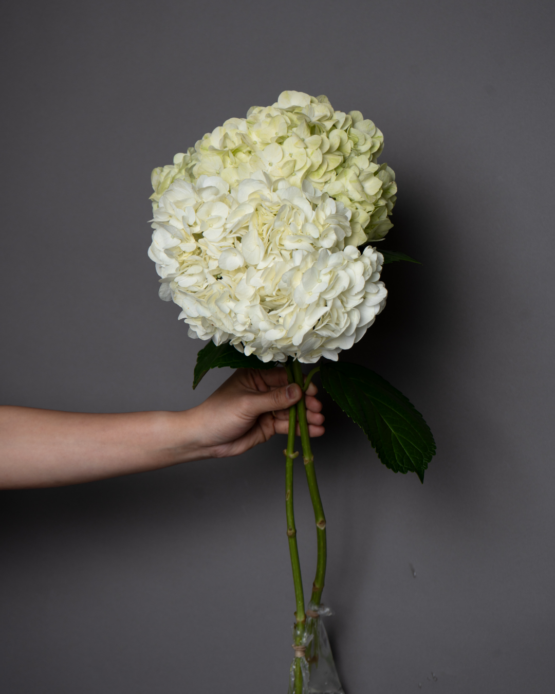 Hydrangea Premium White - tanella flowers 