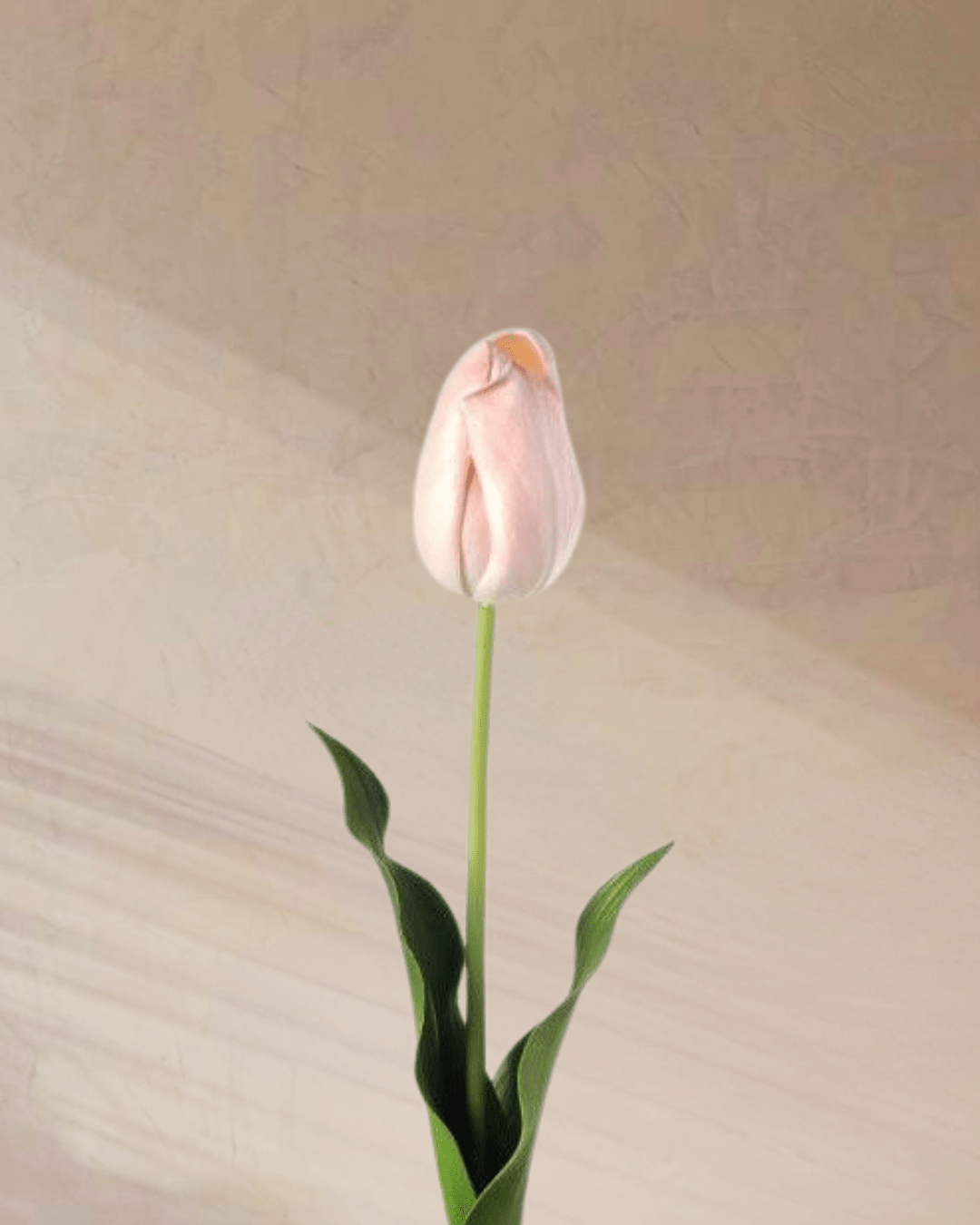 Confetti - tanella flowers 