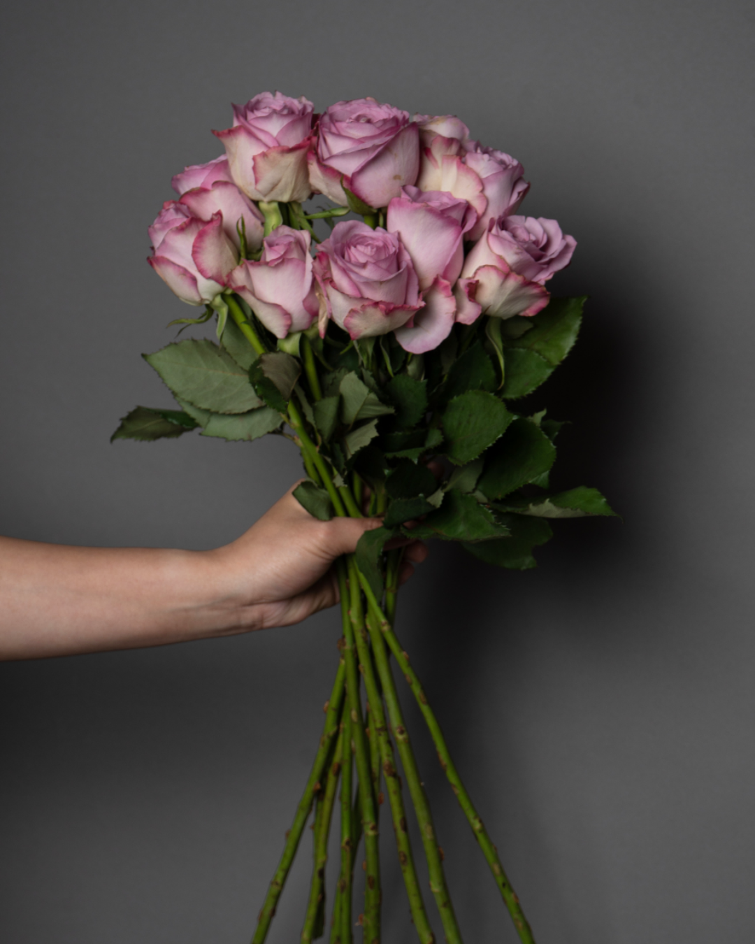 Osiria Rose Purple - tanella flowers 