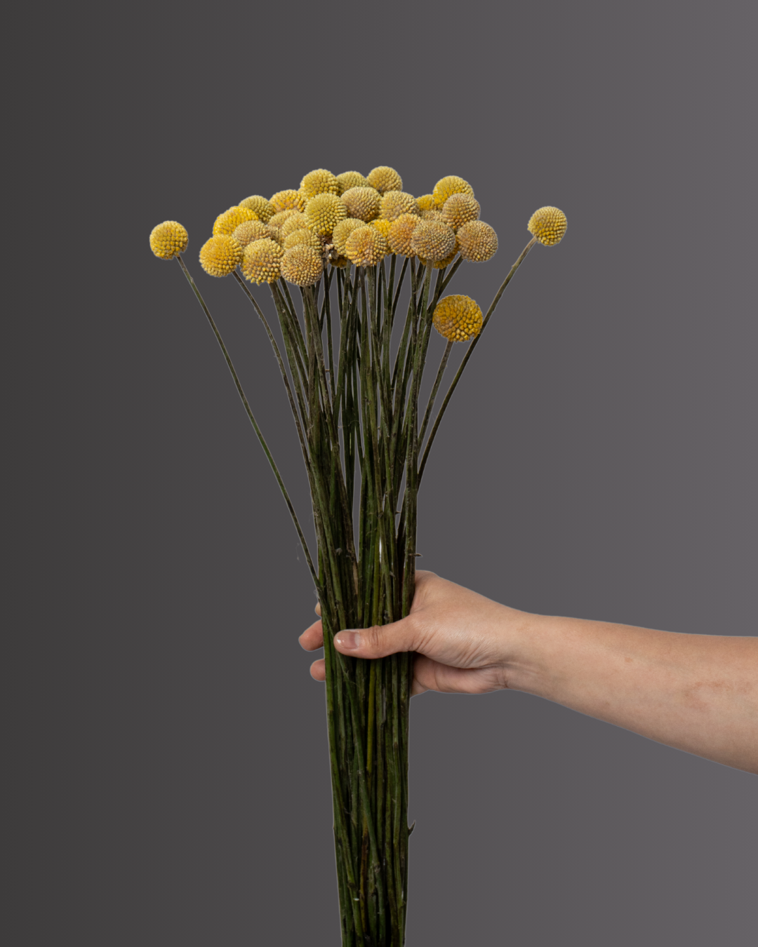 Craspedeia Yellow - tanella flowers 