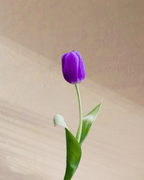 Confetti - tanella flowers 