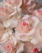 Blushie - tanella flowers 