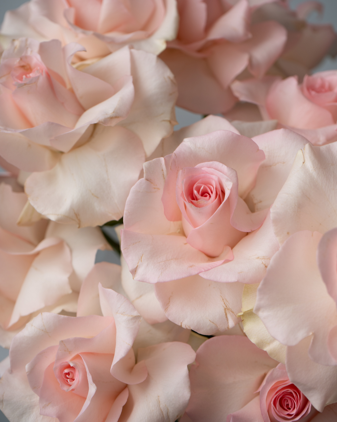 Blushie - tanella flowers 