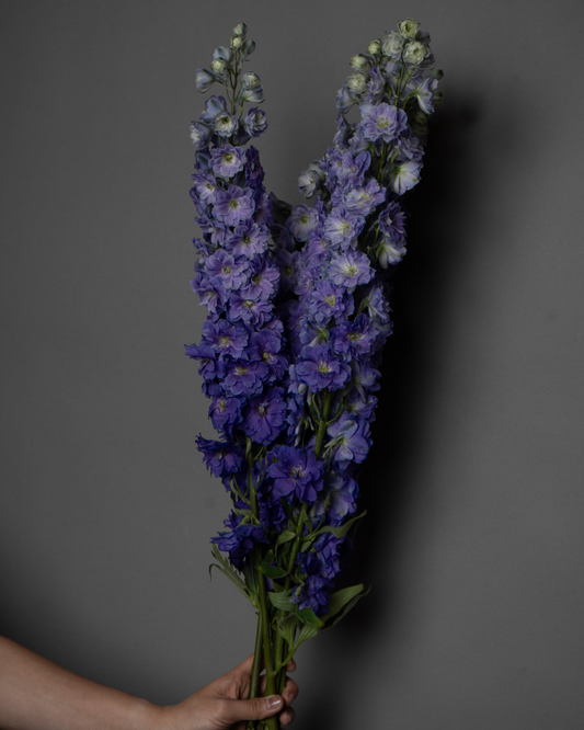 Delphinium Purple Heart - tanella flowers 