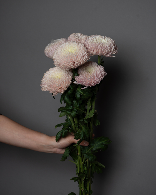 Chrysanthemum Disbud Pink Oefa - tanella flowers 