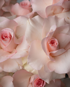 Blushie - tanella flowers 