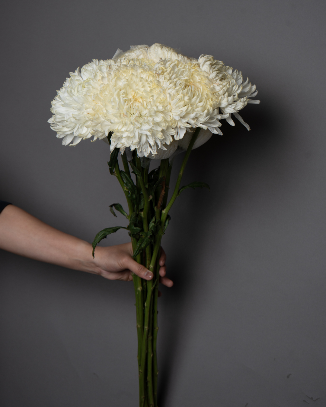 Chrysanthemum Spray Zembla White - tanella flowers 