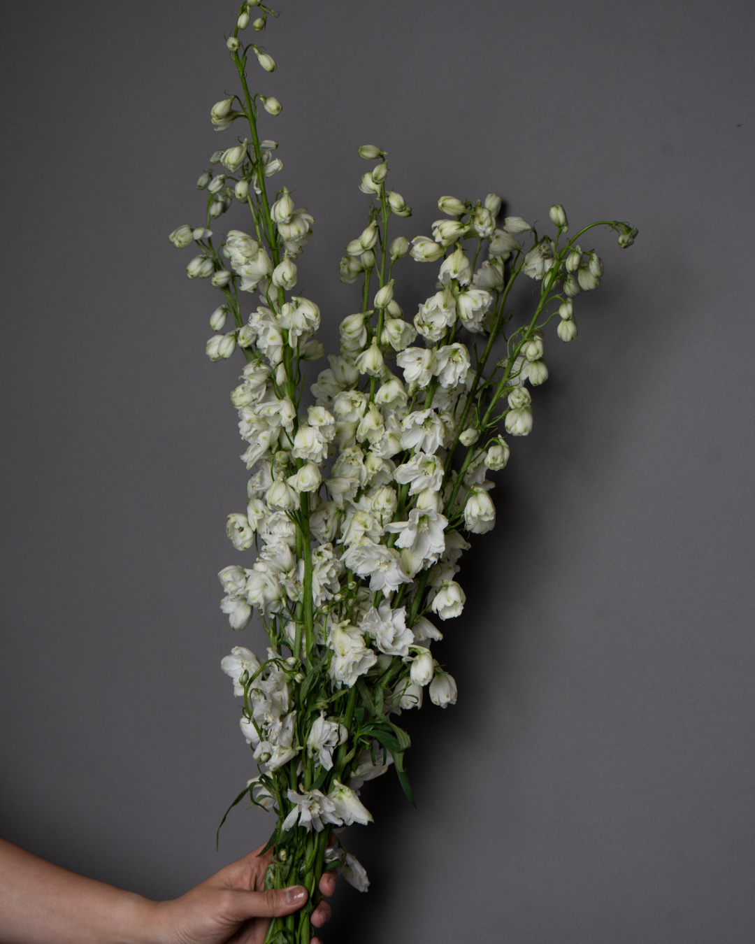 Delphinium Guardian White \ Candle Larkspur - tanella flowers 